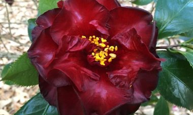 Alabama's Camellia Rose of Dixie