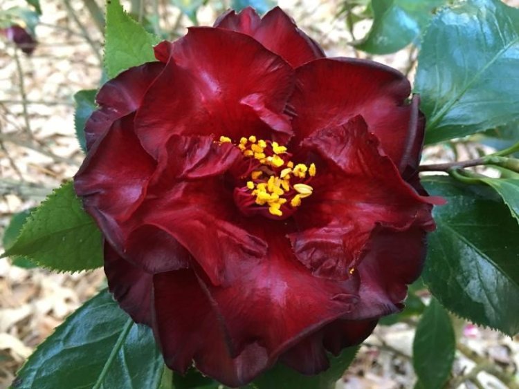 Alabama's Camellia Rose of Dixie