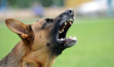 Alabama Woman Fatally Attacked by Dog; Family Member Euthanizes Pet