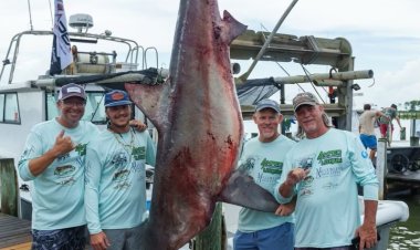 Massive Bull Shark Caught at Alabama Fishing Rodeo