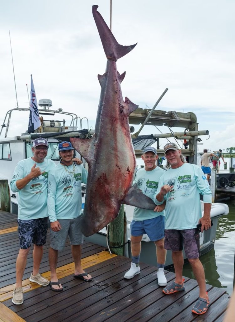 Massive Bull Shark Caught at Alabama Fishing Rodeo