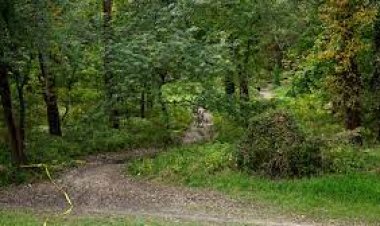 Human Remains Discovered in Mobile County Wooded Area