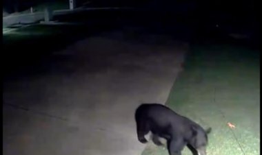 Black Bear Cub Spotted in Tuscaloosa: City Leader Urges Vigilance for Pet Safety