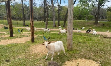 Discover Alabama: 6 Unique Spots to Impress Out-of-Towners