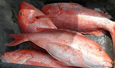 Alabama Senators Push Forward Red Snapper Legislation to Curb Illegal Fishing