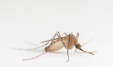 West Nile virus detected in a dead bird in Atherton