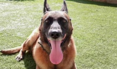 South Bay K-9 Ronin passes after terminal cancer diagnosis