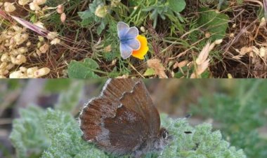 $3.8M invested in recovering endangered Bay Area butterfly species