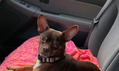 Portola Valley Chihuahua killed by mountain lion