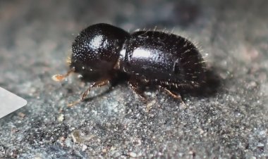 Tree-killing ‘shot hole borer’ beetle discovered in San Jose