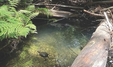 National park officials make rare sighting of exceedingly elusive species: 'A species of special concern'