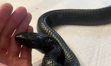 Georgia Indigo Snake Stuns Researchers by Regurgitating Live Rattlesnake and Two Others