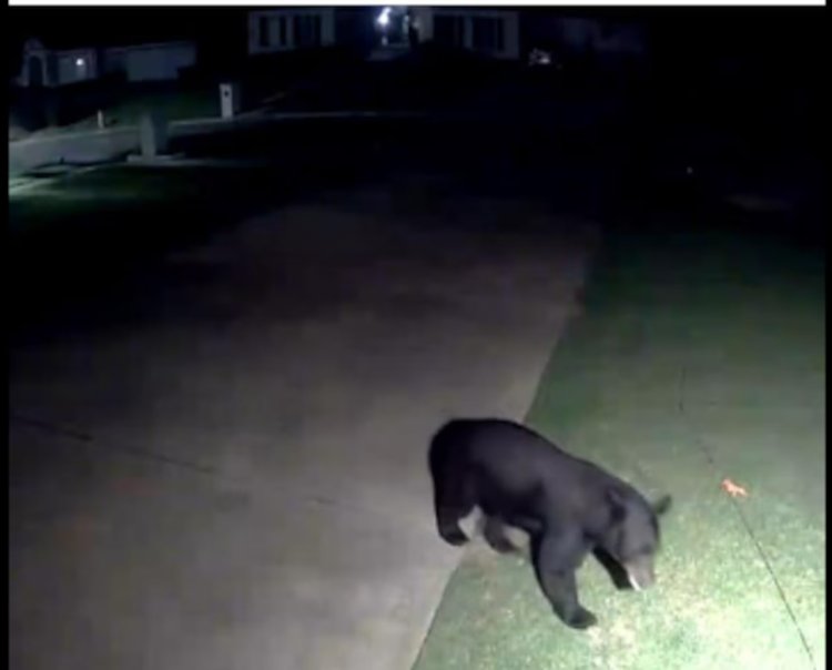 Black Bear Cub Spotted in Tuscaloosa: City Leader Urges Vigilance for Pet Safety