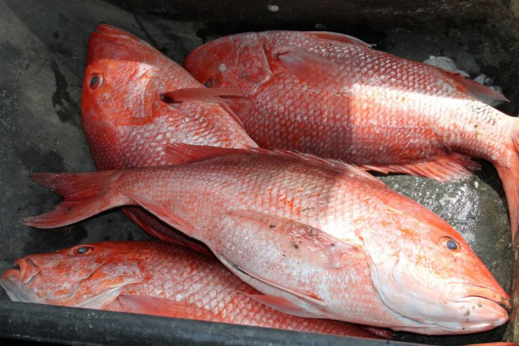 Alabama Senators Push Forward Red Snapper Legislation to Curb Illegal Fishing