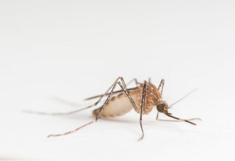 West Nile virus detected in a dead bird in Atherton