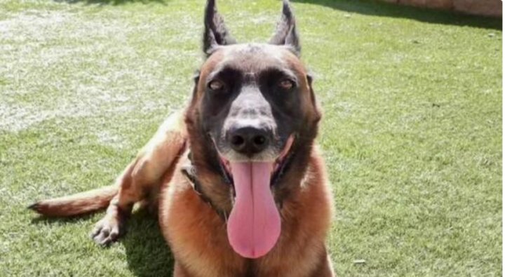 South Bay K-9 Ronin passes after terminal cancer diagnosis