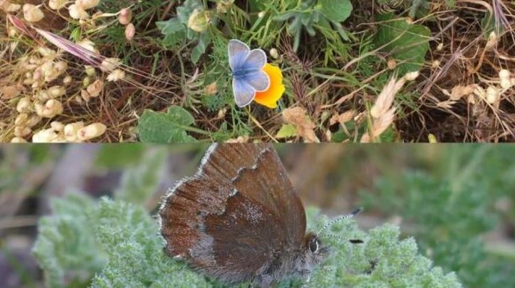 $3.8M invested in recovering endangered Bay Area butterfly species