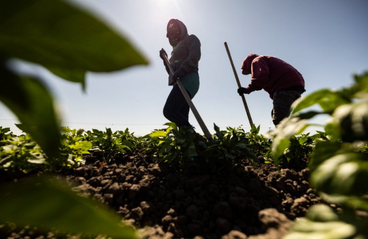 California Legislators Say New Laws Must Protect Farmworkers From Extreme Heat