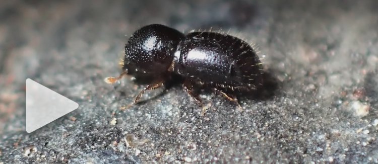 Tree-killing ‘shot hole borer’ beetle discovered in San Jose