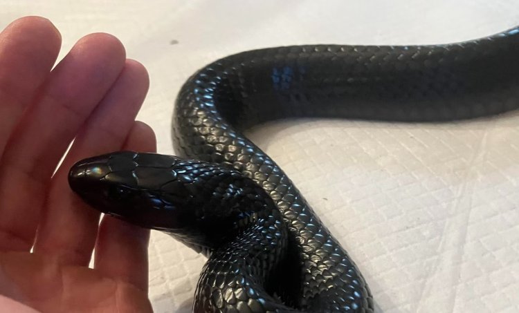 Georgia Indigo Snake Stuns Researchers by Regurgitating Live Rattlesnake and Two Others