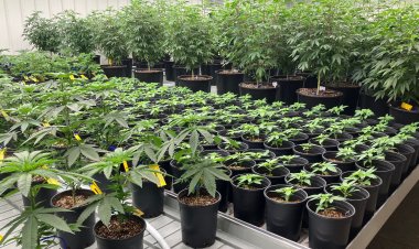 Alabama Companies Urge Court to Allow Medical Marijuana Operations to Start