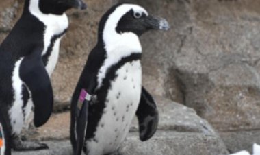 Maryland Zoo penguin has died at 33 leaving 230 descendants