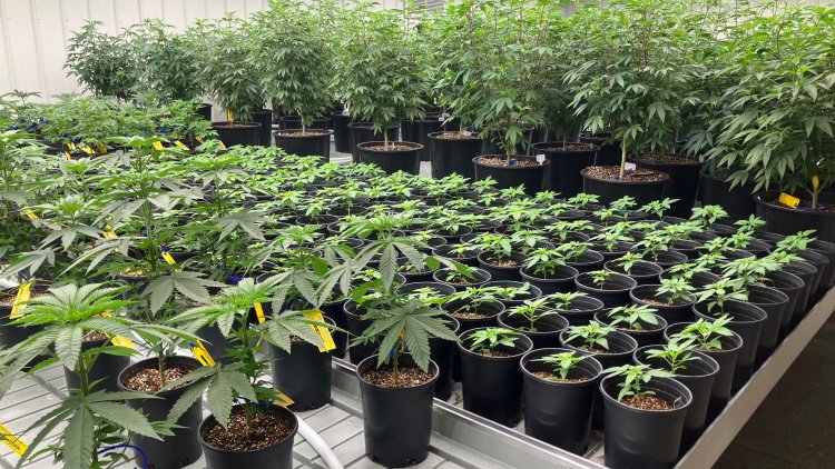 Alabama Companies Urge Court to Allow Medical Marijuana Operations to Start