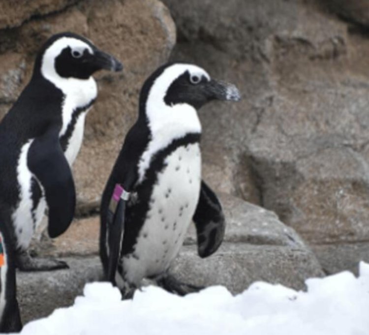 Maryland Zoo penguin has died at 33 leaving 230 descendants