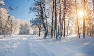 What to Expect from Alabama’s Winter: Forecasts and Survival Tips