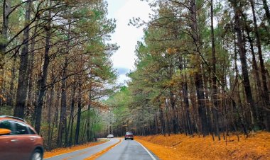 A Road Trip Through Alabama: Must-See Stops and Scenic Routes