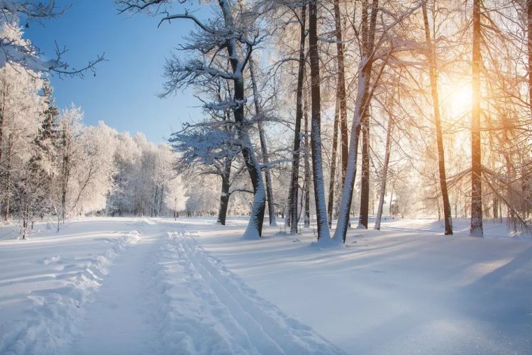 What to Expect from Alabama’s Winter: Forecasts and Survival Tips