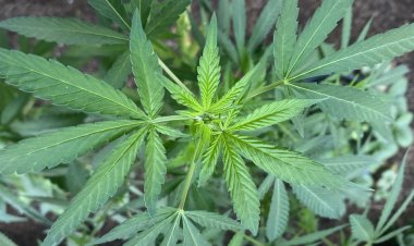 Alabama Lawmaker Pushes for Private Consultant to Streamline Medical Marijuana Licensing