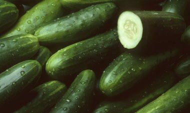 What Alabama Consumers Should Know About the Cucumber Recall Associated with the Salmonella Outbreak