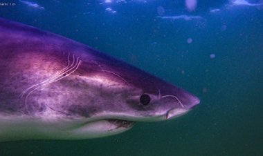 What is Actually Going On in Alabama: From Shark Alerts to Overgrown Yards