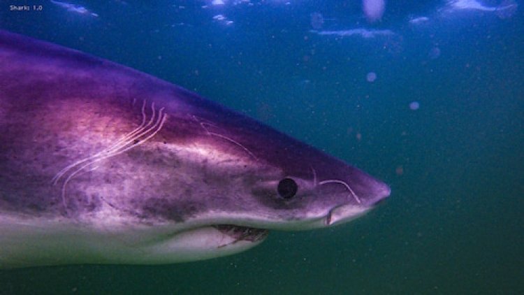 What is Actually Going On in Alabama: From Shark Alerts to Overgrown Yards