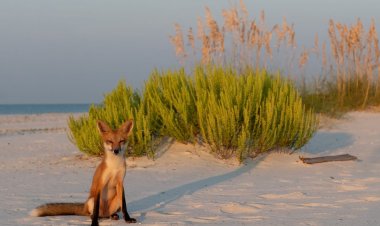 Judge Rules Dauphin Island Can Trap and Kill Foxes to Protect Endangered Wildlife