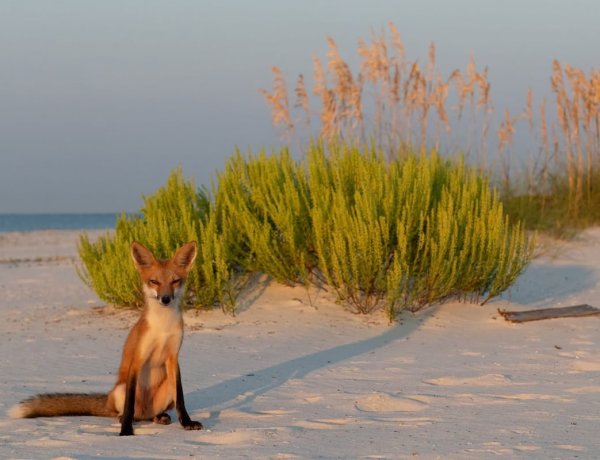 Judge Rules Dauphin Island Can Trap and Kill Foxes to Protect Endangered Wildlife