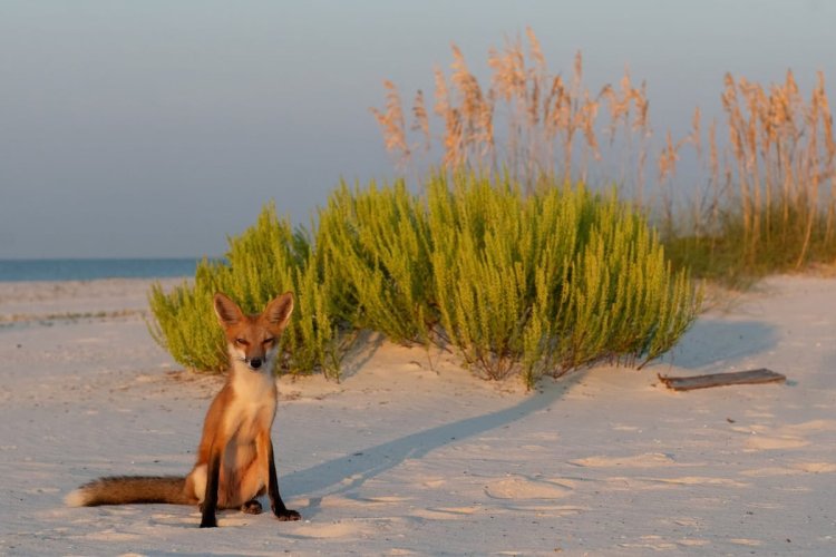 Judge Rules Dauphin Island Can Trap and Kill Foxes to Protect Endangered Wildlife
